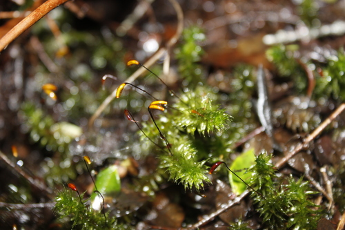 Ptychomnion cygnisetum, 2024-07-24