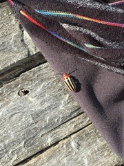 Disonycha latiovittata