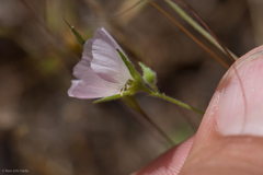 Sidalcea hartwegii