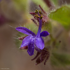 Trichostema rubisepalum