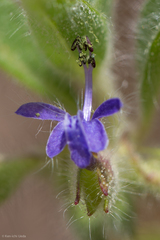 Trichostema rubisepalum