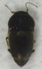 Ptiliodes amplicollis