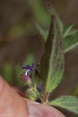 Trichostema rubisepalum