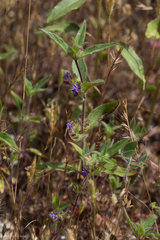 Trichostema rubisepalum