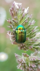 Cryptocephalus sericeus