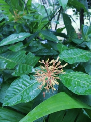 Palicourea guianensis