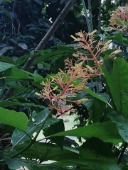 Palicourea guianensis