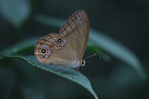 Silverline Treebrown