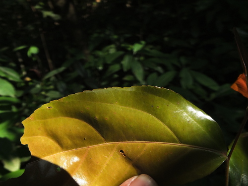 Image of Flacourtia Montana (Flacourtia montana) by (c) Siddarth Machado, some rights reserved (CC BY)