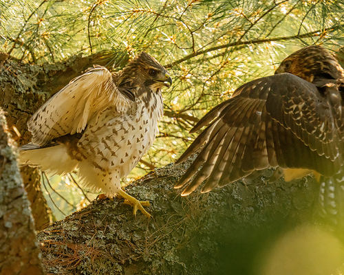 Broad-winged Hawk photographed in Maine
