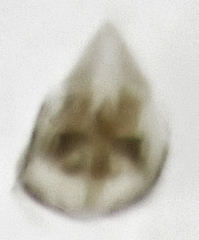 Ptiliodes amplicollis