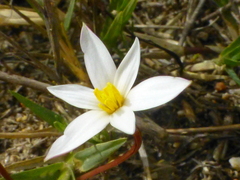 Pauridia alba