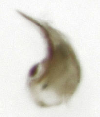 Ptiliodes amplicollis