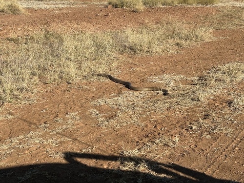 Mulga Snake sighting
