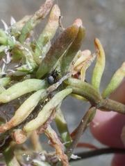 Araneae