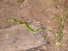 Erythrolamprus typhlus
