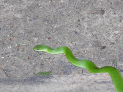 Erythrolamprus typhlus