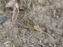 Cercosaura oshaughnessyi