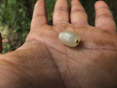 Gomphandra tetrandra