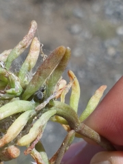 Araneae