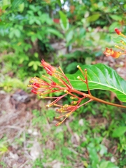 Palicourea crocea
