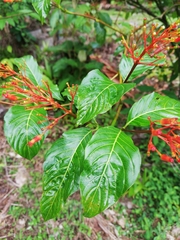 Palicourea crocea
