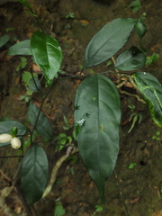 Gomphandra tetrandra