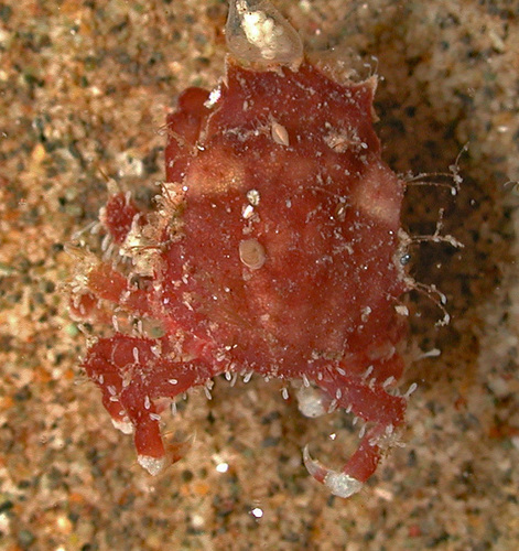 Menaethius, 2004-10-12