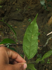 Gomphandra tetrandra