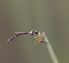 Beameromyia floridensis