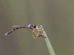 Beameromyia floridensis