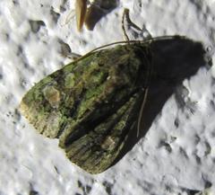 Phosphila miselioides