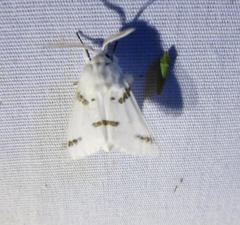 Euerythra trimaculata