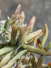 Araneae