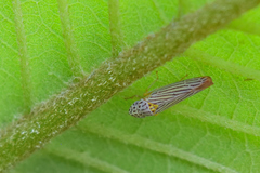 Graphocephala aurora