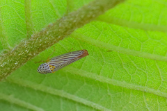 Graphocephala aurora