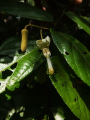 Grewia umbellifera