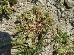 Sclerochloa dura