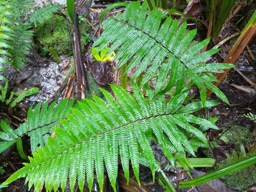 Sphaerostephanos heterocarpus observed 2024-08-03