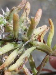 Araneae
