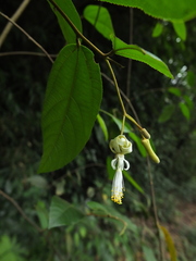 Grewia umbellifera