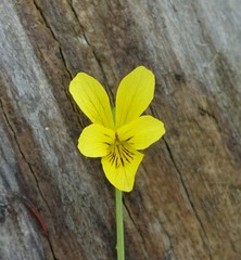 Viola nuttallii