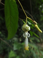 Grewia umbellifera