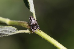 Metaphidippus