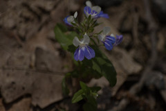 Collinsia verna