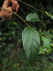 Grewia umbellifera