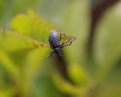 Lachnopus floridanus
