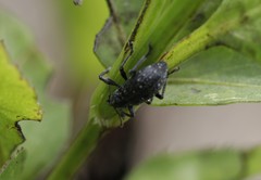 Lachnopus floridanus