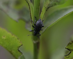 Lachnopus floridanus