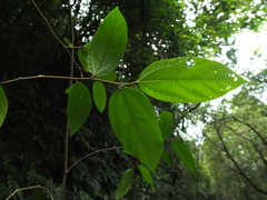 Grewia umbellifera